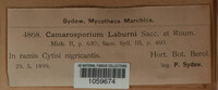 Camarosporium laburni image